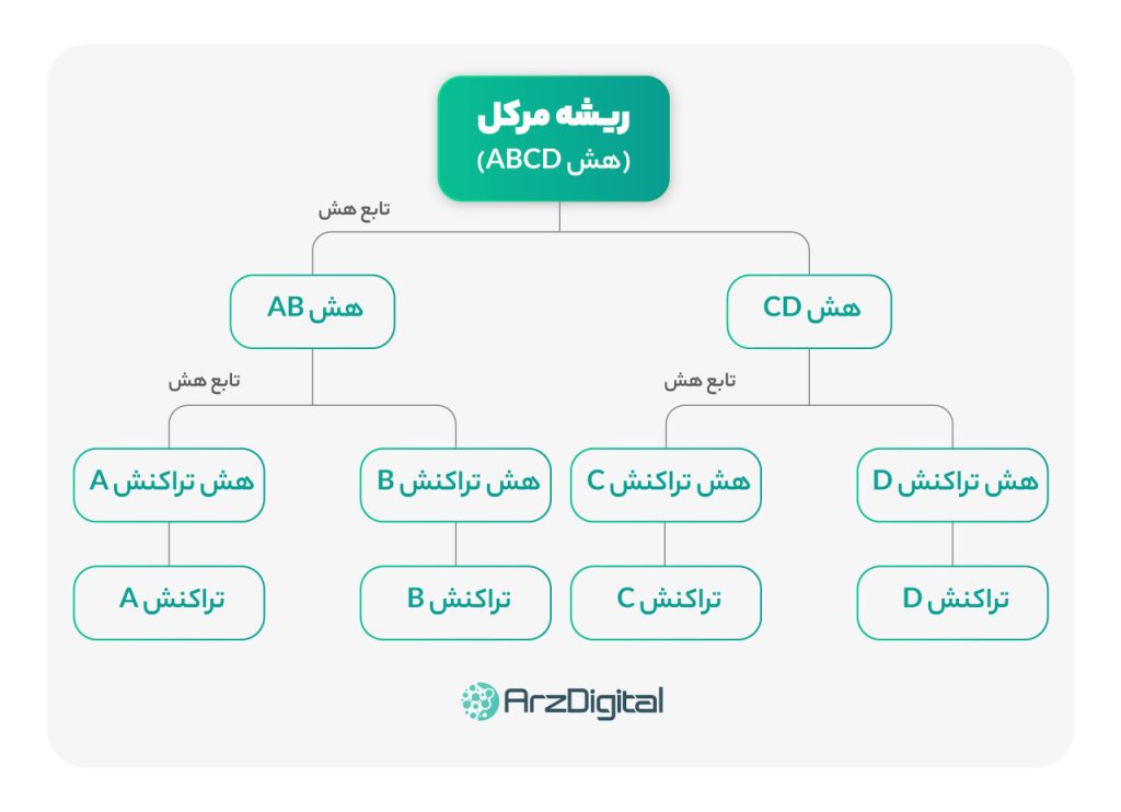 ریشه مرکل